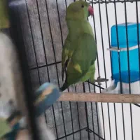 طوطی ملنگو راهب گرینچیک انگلیسی