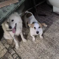 واگذاری سگ|سگ|کرمان, |دیوار