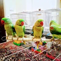 دریای ملنگو شاه طوطی سخنگو نر ماده رام دستی تضمینی|پرنده|تهران, استاد معین|دیوار