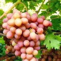 فروش-باغچه-انگوری