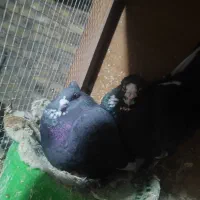 سیاه پلنگ|حیوانات|رفسنجان, |دیوار