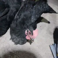 مرغ