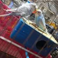 مرغ عشق دم تخم