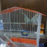 دوتا جفت عروس هلندی