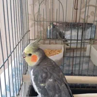 عروس هلندی نر سخنگو|پرنده|قدس, شهر‌قدس|دیوار