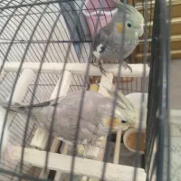 عروس هلندی نر سه ماهه