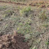 فروش زمین 648 متر با سند خیابان پیام نور|فروش زمین و ملک کلنگی|رشت, گیل|دیوار