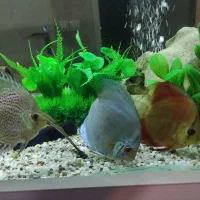 ماهی دیسکس ۳ عدد