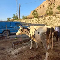 فروش یک راس گاو و گوساله سمینتال نر درجه یک