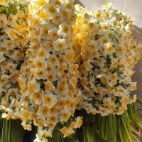 گل نرگس|گل و گیاه طبیعی|شیراز, شهرک بهار|دیوار