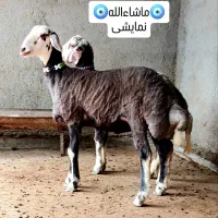 سلام 3عدد گوسفند توقلی ماده زیره خاکی