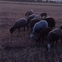 کود گوسفندی خشک