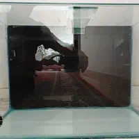 آکواریوم|ماهی|کرمانشاه, |دیوار