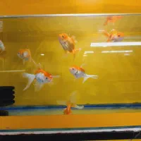 یکی بخردوتاببر