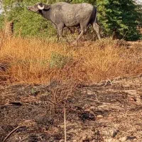 گمشده|حیوانات|آبادان, |دیوار