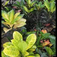 خدمات باغبانی زاگرس