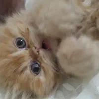 گربه بریتیش|گربه|تهران, گلستان (شهرک راه آهن)|دیوار