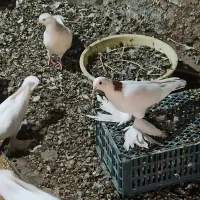 کبوترگلدار