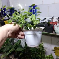 تمام این گلها موجود هستن