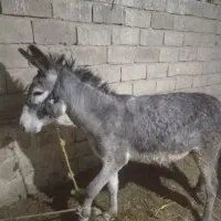 الاغ جوان سالم