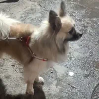 سگ گمشده