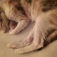 واگذاری گربه ماده|گربه|بندر امام خمینی, |دیوار