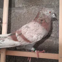 کبوتر پرشی|پرنده|بندر انزلی, خوش پیک|دیوار