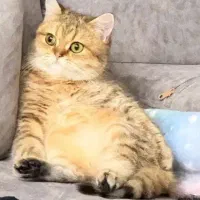 بریتیش ماده