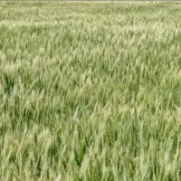 فروش گندم و گیاه ( دوهکتار)