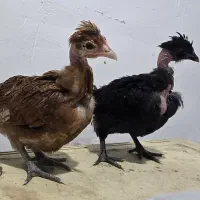 جوجه مرغ عربی خالص اصیل ۲ماه