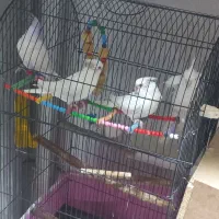 عروس هلندی مولدالبینوخالص باجوجه معاوضه ملنگوماده|پرنده|خمین, |دیوار