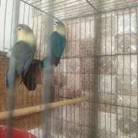 مولد کار داده طوطی برزیلی|پرنده|شاهرود, |دیوار