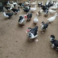 اردک اسرائیلی