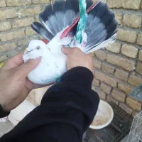 کبوتر پرشتی