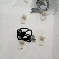 نر تبعیدی خطری زرند