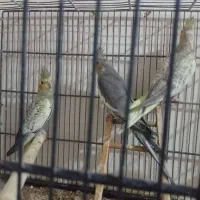 عروس هلندی|پرنده|فردیس, شهرک ارم|دیوار