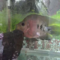 ماهی فلاور باکس ماده ،سالم وسرحال