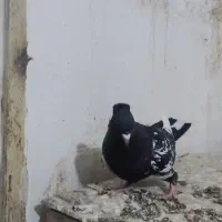 کفتر  غریبگیری