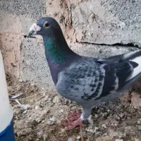 کبوتر پلاکی