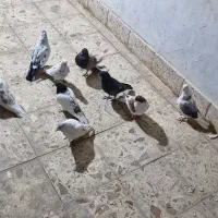 ۹عدد پرشی ساعت دار عطیقه فروشی به علت کمبود جا