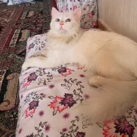 فروش گربه پرشین