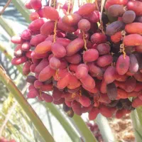فروش خرما