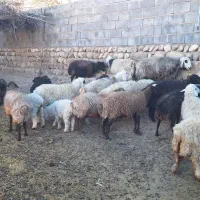 فروش گوسفند|حیوانات مزرعه|منج, |دیوار