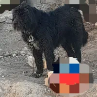 سگ ه