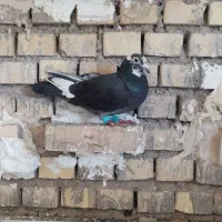 گرفتنی|پرنده|خرمشهر, |دیوار