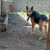 سگ ژرمن نگهبان