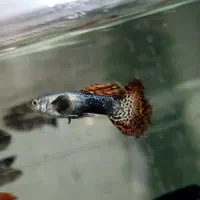 گوپی نر و ماده بالغ تعداد محدود دونه ۵۰