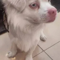 واگذاری سگ بازیگوش با قیمت مناسب در خدمتم