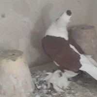 کبوتر|پرنده|تبریز, |دیوار