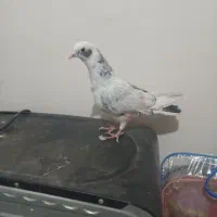 کفتر پرستی|پرنده|برخوار, |دیوار